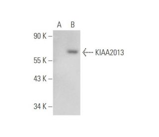 KIAA2013 Antibody (F-12) - Western Blotting - Image 344602