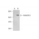 KIAA2013 Antibody (F-12) - Western Blotting - Image 344602