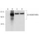 KIAA2013 Antibody (G-10) - Western Blotting - Image 289981
