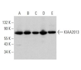 KIAA2013 Antibody (G-10) - Western Blotting - Image 373449 