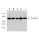 KIAA2013 Antibody (G-10) - Western Blotting - Image 373449 