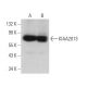 KIAA2013 Antibody (G-10) - Western Blotting - Image 373454 