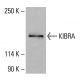 KIBRA Antibody (B-3) - Western Blotting - Image 416501
