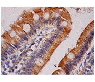 KIF12 Antibody (A-9) - Immunohistochemistry - Image 284737 