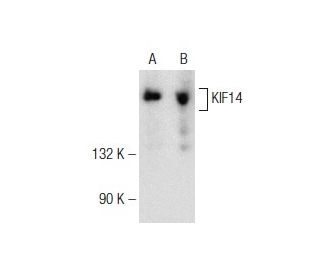 KIF14 Antibody (E-3): sc-365553