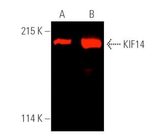 KIF14 Antibody (E-3) - Western Blotting - Image 391310 