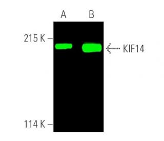 KIF14 Antibody (E-3) - Western Blotting - Image 391309