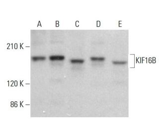 KIF16B Antibody (H-6) - Western Blotting - Image 382747 