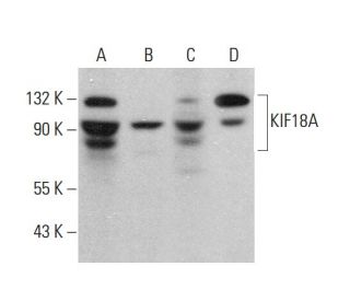 KIF18A Antibody (C-12) - Western Blotting - Image 377642 
