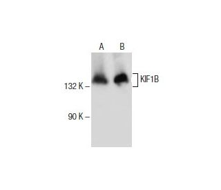 western blotting image from recommended KIF1B (E-12) monoclonal antibody replacement. Image 154674