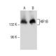 western blotting image from recommended KIF1B (E-12) monoclonal antibody replacement. Image 154674