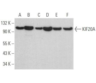 KIF20A Antibody (D-3) - Western Blotting - Image 374982