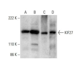 KIF27 Antibody (A-9) - Western Blotting - Image 299338 
