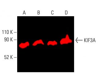 KIF3A Antibody (E-5) - Western Blotting - Image 402296 