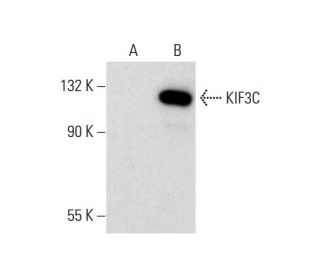 KIF3C Antibody (B-10) - Western Blotting - Image 298012 