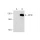 KIF3C Antibody (B-10) - Western Blotting - Image 298012 