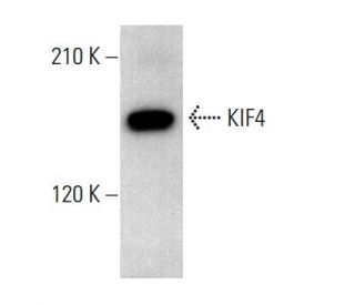 KIF4 Antibody (A-5): sc-365145