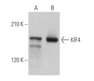 KIF4 Antibody (E-8): sc-365144