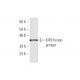 KIF9 Antibody (4E9) - Western Blotting - Image 350261