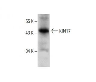 KIN17 Antibody (F-5) - Western Blotting - Image 136224 