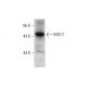 KIN17 Antibody (F-5) - Western Blotting - Image 136224 