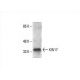 KIN17 Antibody (F-5) - Western Blotting - Image 393554