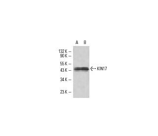 KIN17 Antibody (K36) - Western Blotting - Image 10997 