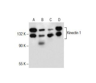Kinectin 1 Antibody (A-12) - Western Blotting - Image 285879 