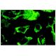 Kininogen HC Antibody (2B5) - Immunofluorescence - Image 7685 