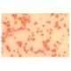 Kininogen HC Antibody (2B5) - Immunohistochemistry - Image 3722