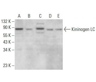 Kininogen LC Antibody (1.B.709) - Western Blotting - Image 379040