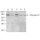 Kininogen LC Antibody (1.B.709) - Western Blotting - Image 379040
