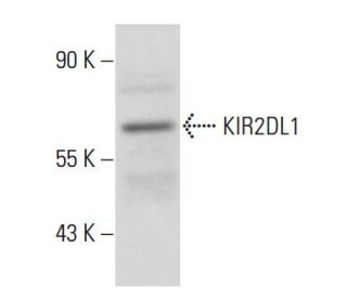 KIR2DL1 Antibody (JJ C11.6) - Western Blotting - Image 16345 