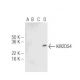 KIR2DS4 Antibody (5F2) - Western Blotting - Image 47922