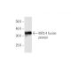 KIR3.4 Antibody (8D2) - Western Blotting - Image 348529