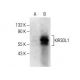 KIR3DL1 Antibody (B-8) - Western Blotting - Image 282619