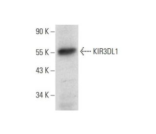 KIR3DL1 Antibody (B-8) - Western Blotting - Image 309633 