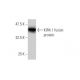 KIR4.1 Antibody (1C11) - Western Blotting - Image 348530