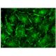 KIR4.2 Antibody (G-5) - Immunofluorescence - Image 156665