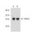 KIR4.2 Antibody (G-5) - Western Blotting - Image 155222 