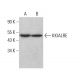 KKIALRE Antibody (E-8) - Western Blotting - Image 379048 