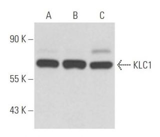 western blotting image from recommended KLC1 (L2) monoclonal antibody replacement. Image 15573