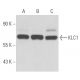 western blotting image from recommended KLC1 (L2) monoclonal antibody replacement. Image 15573