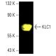 KLC1 Antibody (L2) - Western Blotting - Image 402237