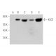 KLC2 Antibody (F-11) - Western Blotting - Image 349046 
