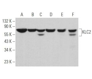 KLC2 Antibody (F-11) - Western Blotting - Image 371134 