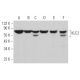 KLC2 Antibody (F-11) - Western Blotting - Image 371134 