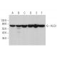 KLC2 Antibody (F-11) - Western Blotting - Image 377665