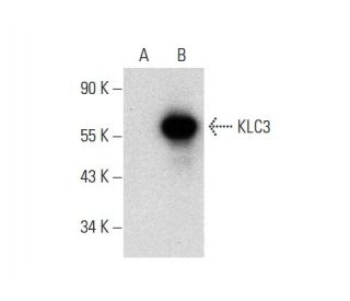 KLC3 Antibody (E-7) - Western Blotting - Image 303776