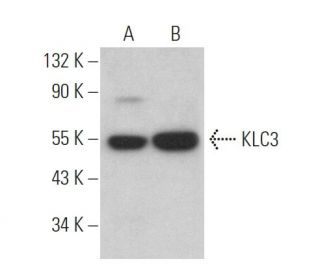 KLC3 Antibody (E-7) - Western Blotting - Image 372812 